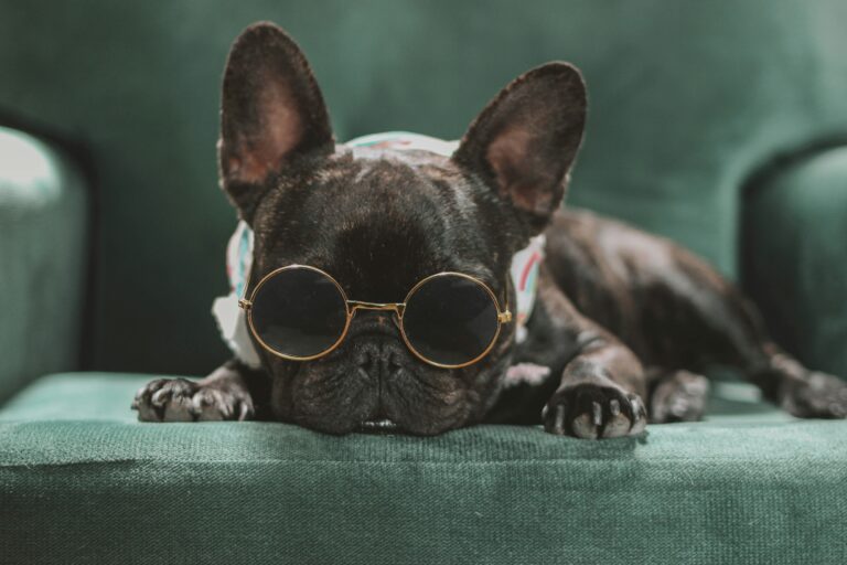 best doggles and sunglasses
