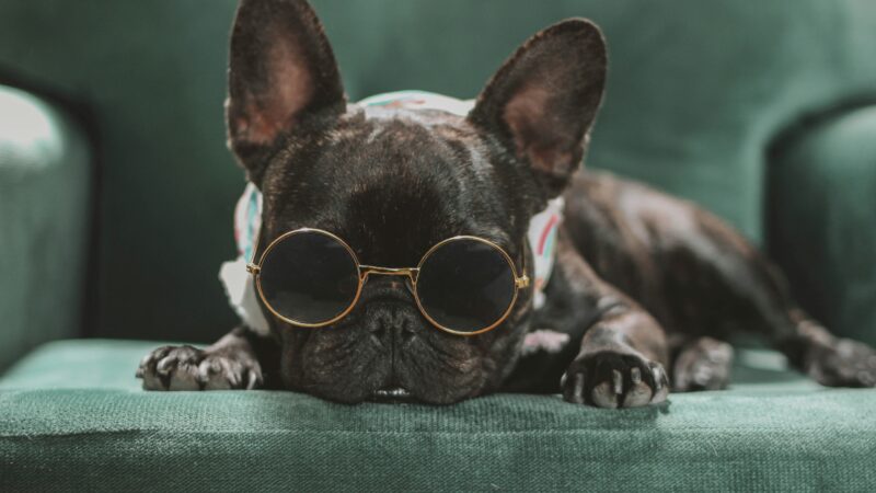 best doggles and sunglasses