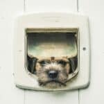 best doggy door