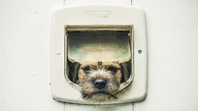best doggy door