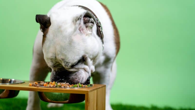 best elevated dog feeders for large breeds