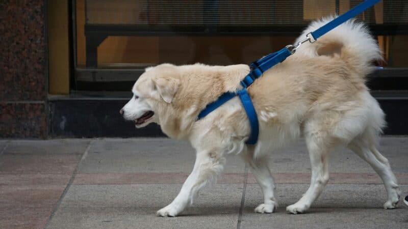 best no pull harnesses for large dogs