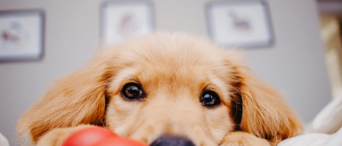 How to Choose the Best Puppy Toys for Teething