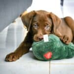 best puppy toys for teething