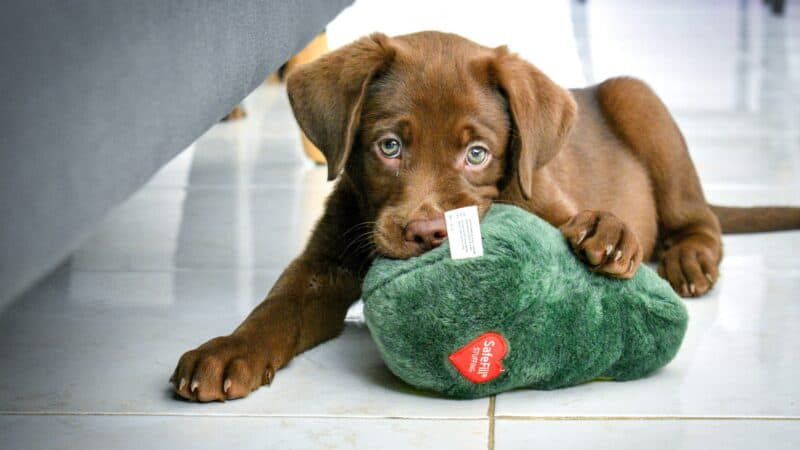 best puppy toys for teething