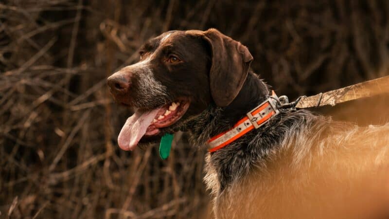 best reflective dog collars for night walks