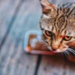 best slow feeder cat bowls