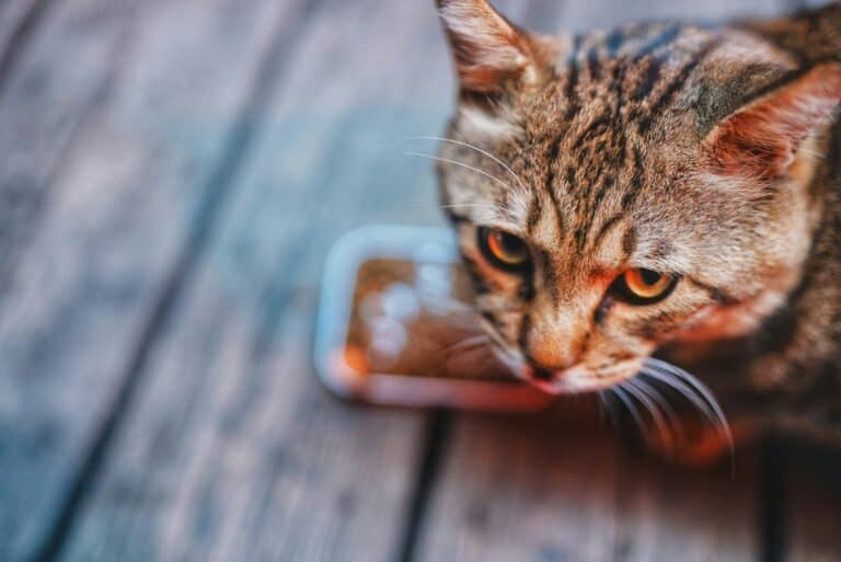 best slow feeder cat bowls