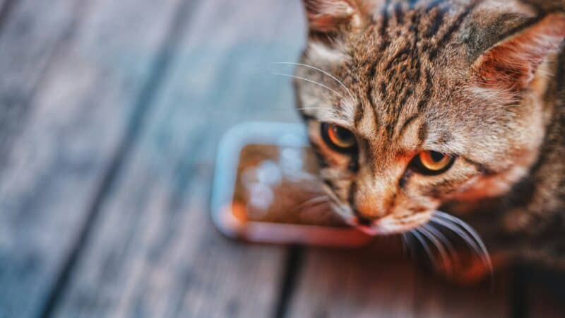 best slow feeder cat bowls