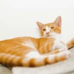 Orange cat lounging on a surface.