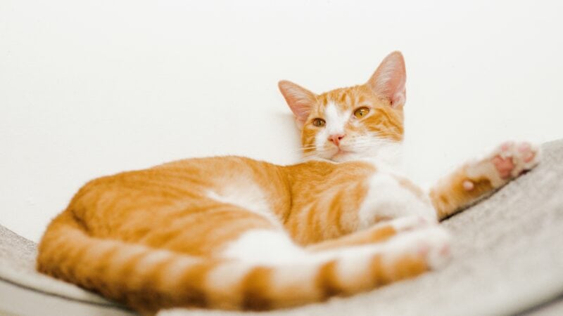 Orange cat lounging on a surface.