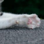 cat nails upclose clean