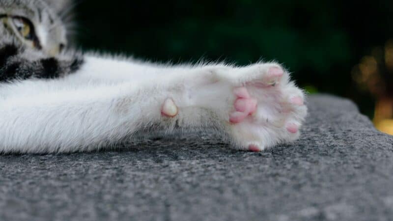 cat nails upclose clean