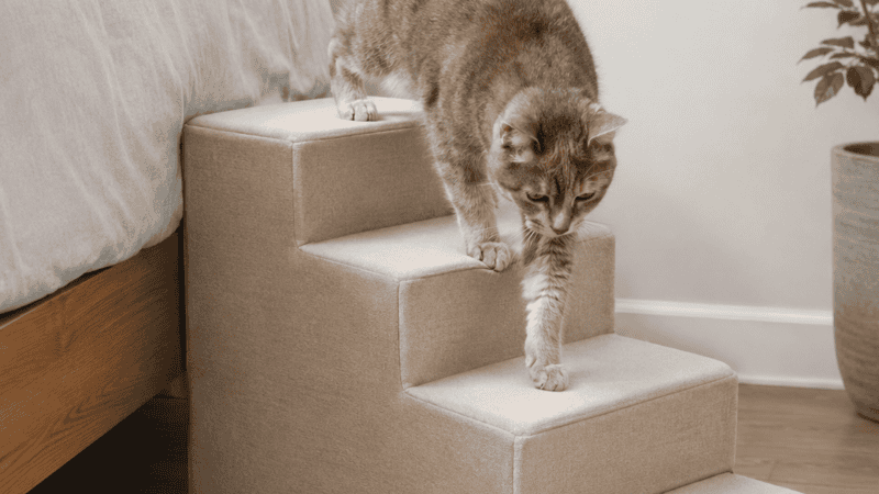 Cat using steps to climb bed.