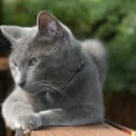 a cat outdoors on a catio