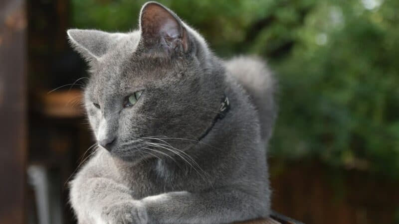 a cat outdoors on a catio