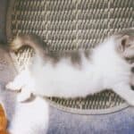 cat playing in home