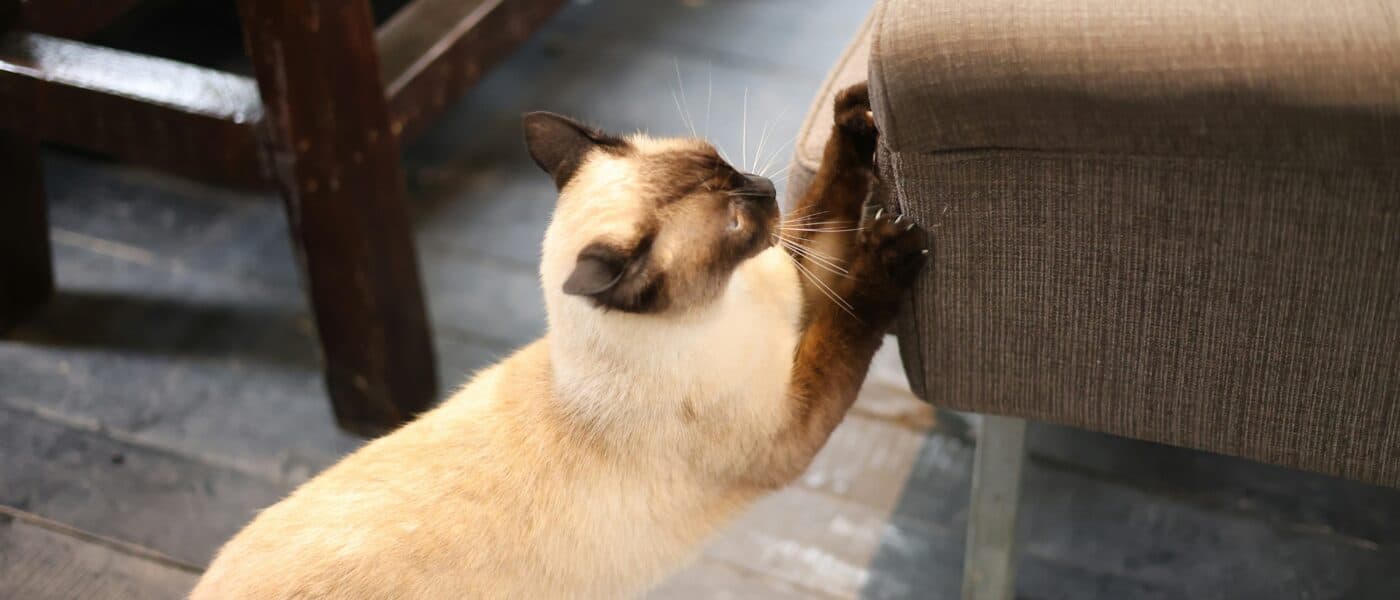 How to Stop a Cat From Scratching Furniture