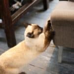 a cat scratching furniture in a home