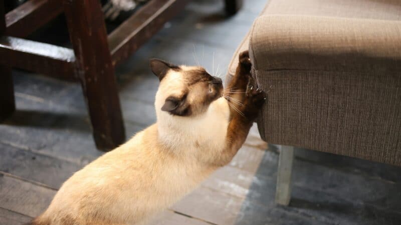 a cat scratching furniture in a home