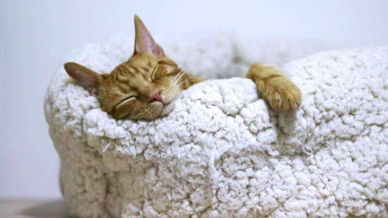 Orange cat sleeping in cozy bed