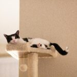 cat tree vs scratching post