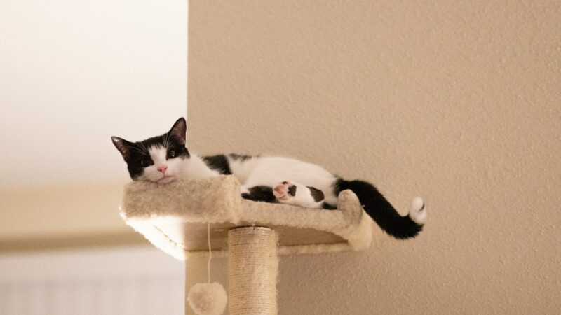 cat tree vs scratching post