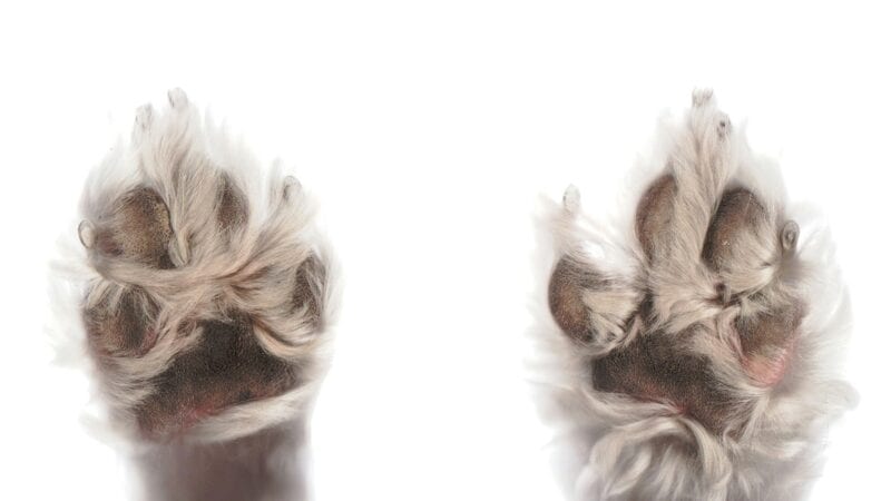 a picture of clean paws on a dog