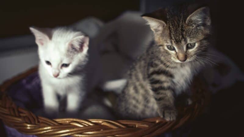 clumping vs no clumping cat litter