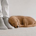 Golden retriever puppy sleeping peacefully