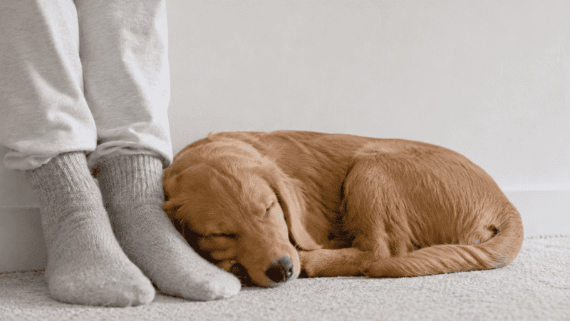 Golden retriever puppy sleeping peacefully