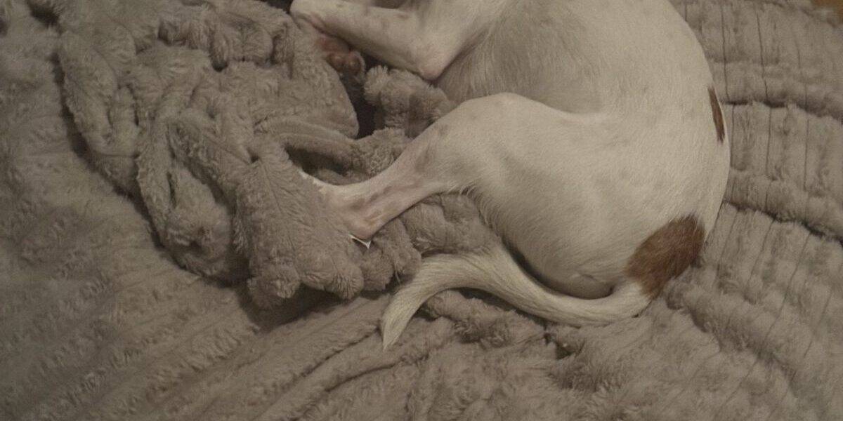 Best Dog Beds for Small Dogs: Foam Density & Edge Guide in 2026