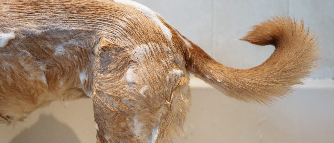 How Often Should You Bathe Your Dog? A Coat-by-Coat Guide