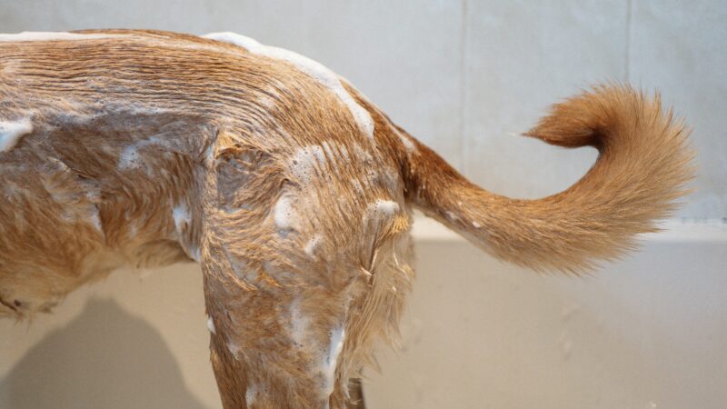 Dog getting a soapy bath.