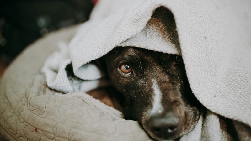 Dog wrapped in towel, looking cozy.