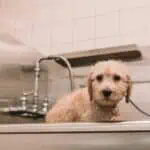 Wet dog in grooming bath