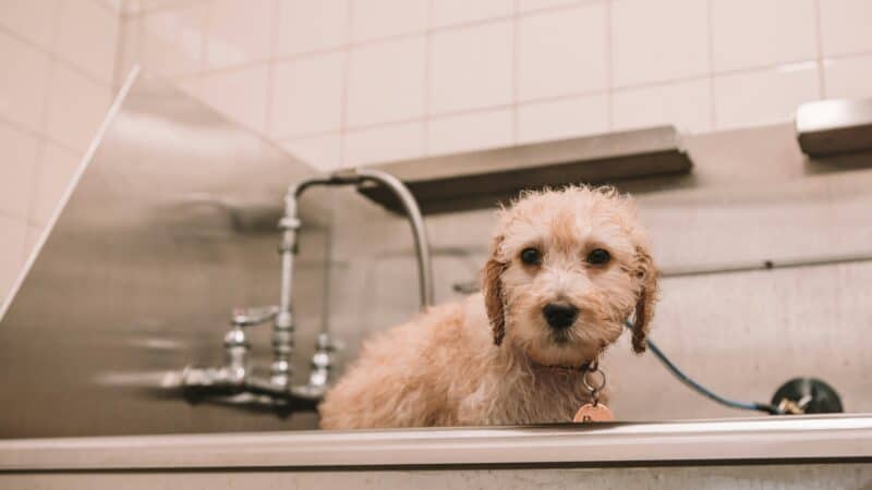 Wet dog in grooming bath