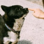 a dog and owner doing training