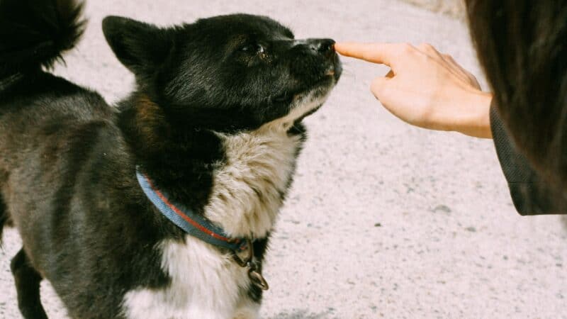 a dog and owner doing training
