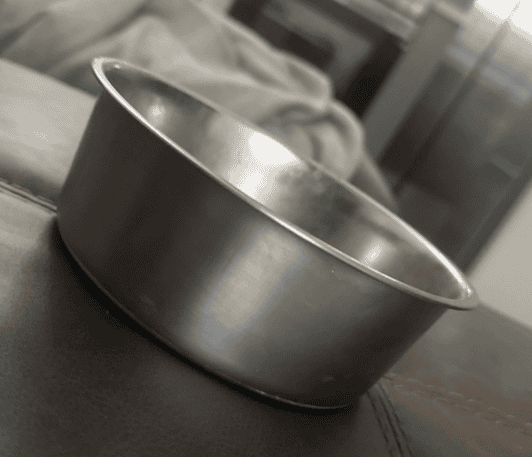 Elevated vs Standard Dog Bowl: Which Should You Use