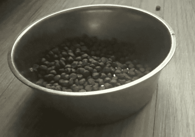 Slow Feeder vs Regular Dog Bowl in 2026: Which Your Dog Needs