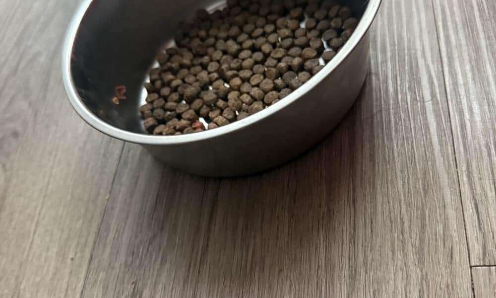 Best Stainless Steel Dog Bowls in 2026: Sturdy, Easy-Clean Picks That Last