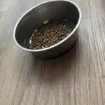 a dog bowl in home