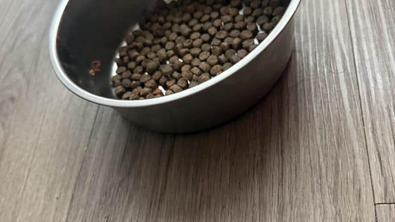 a dog bowl in home