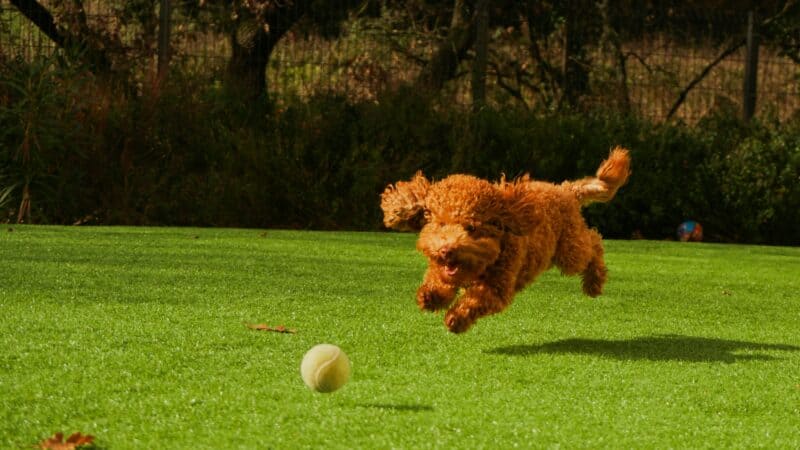 a dog chasing a tennis ball