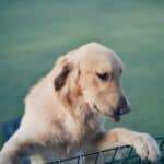 dog crate vs play pen