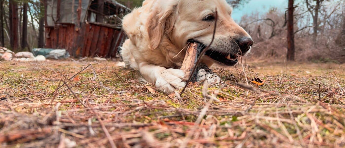 Best Bully Sticks for Dogs in 2026: Safer, Longer-Lasting Chews