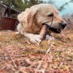 a dog eating a bully stick outdoors