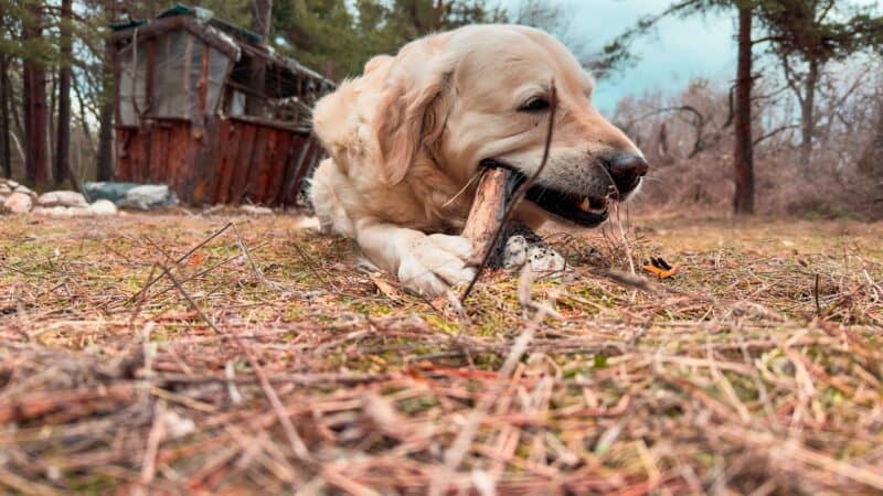 a dog eating a bully stick outdoors