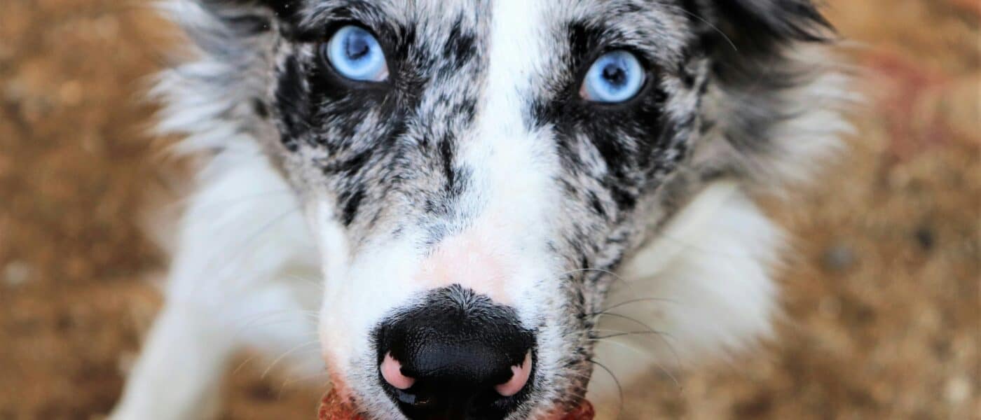 Best Frozen Dog Treat Molds in 2026: Easy Homemade Summer Treats